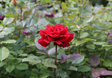 güzel çalı gülleri