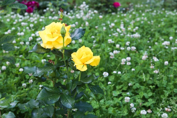 beautiful shrub roses