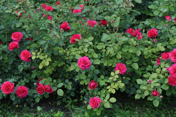 beautiful shrub roses