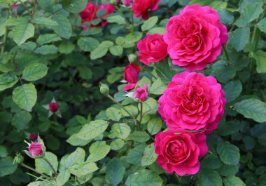 Güzel çalı gülleri.