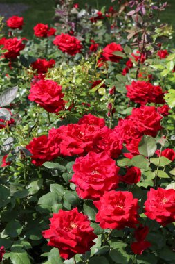 Güzel çalı gülleri.