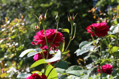 Güzel çalı gülleri.