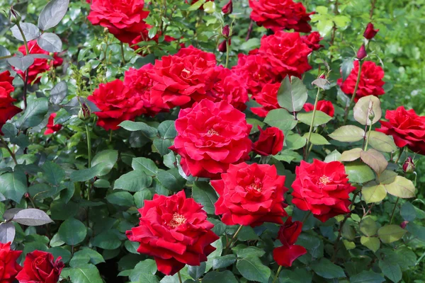 Las hermosas rosas arbustivas . — Foto de Stock