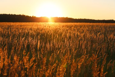 gün batımı ve sarı çim alan.