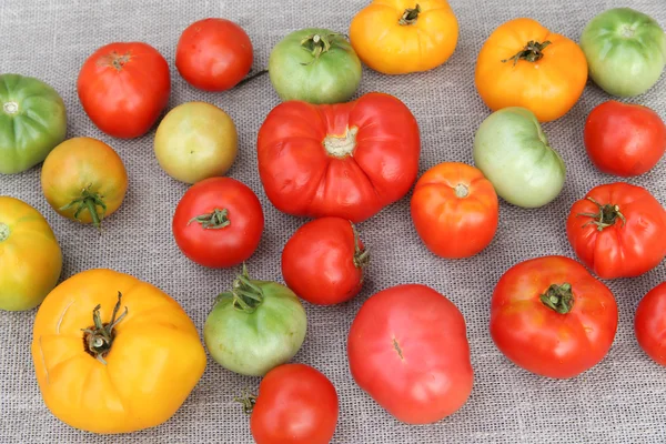 토마토 수확. — 스톡 사진
