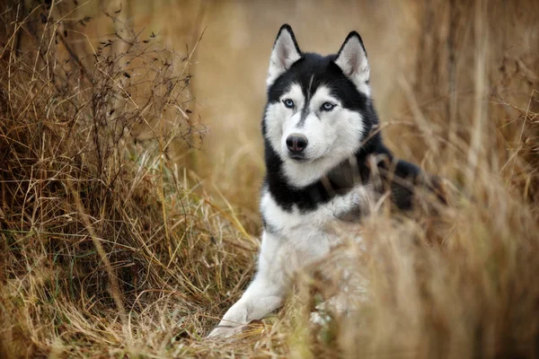 Siberian husky — Stockfoto