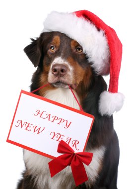 Noel Baba şapkalı köpek.