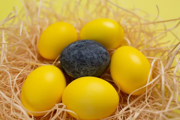 Yellow eggs and one blue marble egg in a nest isolated on yellow background. Happy Easter. Trendy colour 2021.