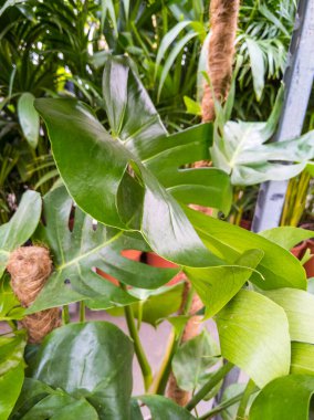 Yeşil tropik palmiye ağacı ve canavar yaprakları. Egzotik bitki arkaplanı.