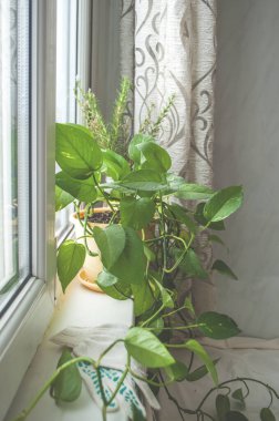 Evde bahçıvanlık. Ev bitkilerini sulamak ve nakletmek için aletler. Güzel yeşil bitkiler.