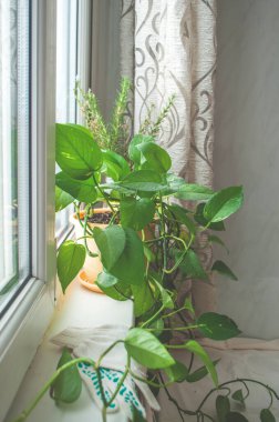 Evde bahçıvanlık. Ev bitkilerini sulamak ve nakletmek için aletler. Güzel yeşil bitkiler.