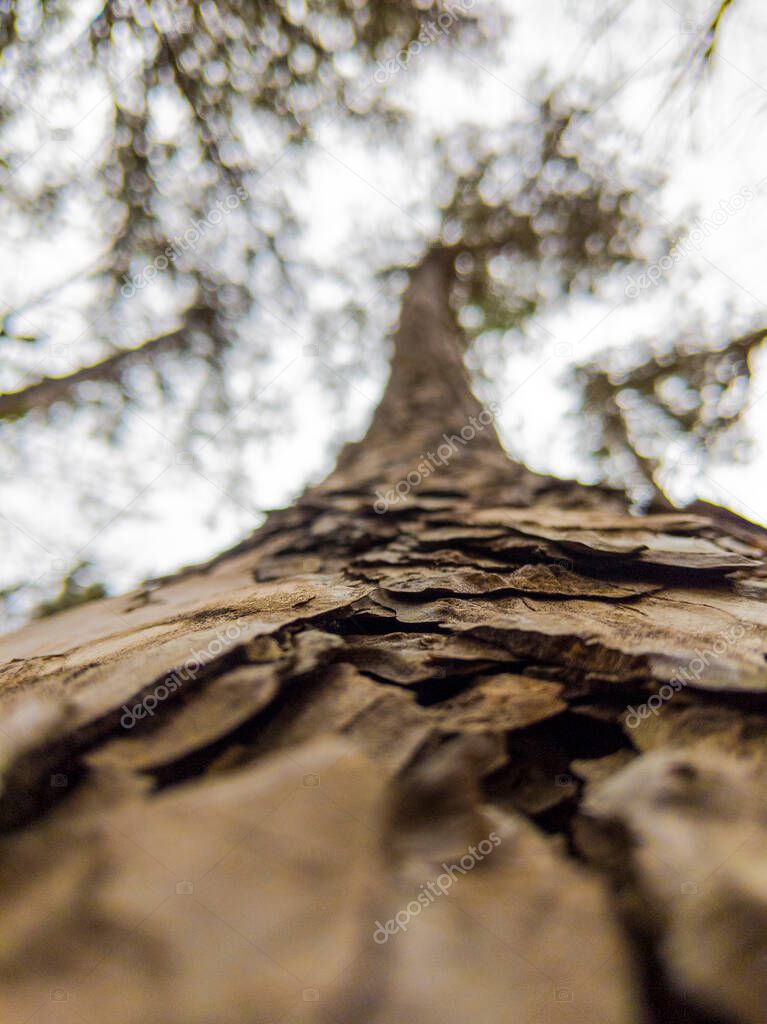 View of a pine tree crown from below on a cloudy spring spring day.