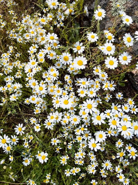 Fundo floral fresco. Belo campo de margarida em flor. — Fotografia de Stock