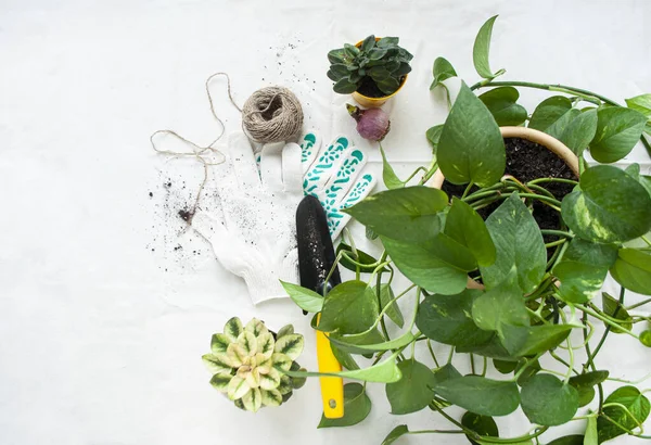 Evde Bahçıvanlık Bitkilerini Sulamak Nakletmek Için Aletler Güzel Yeşil Bitkiler — Stok fotoğraf
