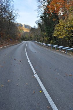 Ormanda boş asfalt yol.