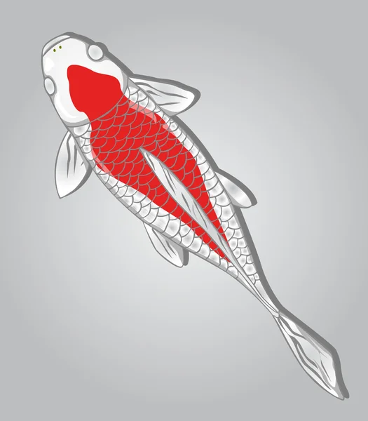 Koi Fish. Conception vectorielle — Image vectorielle