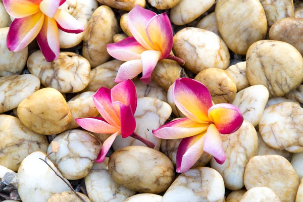 Çakıl taşları üzerinde pembe plumeria çiçekler — Stok fotoğraf