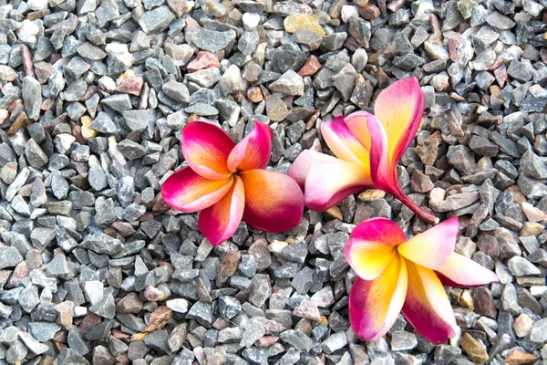 Plumeria różowe kwiaty na kamyki — Zdjęcie stockowe