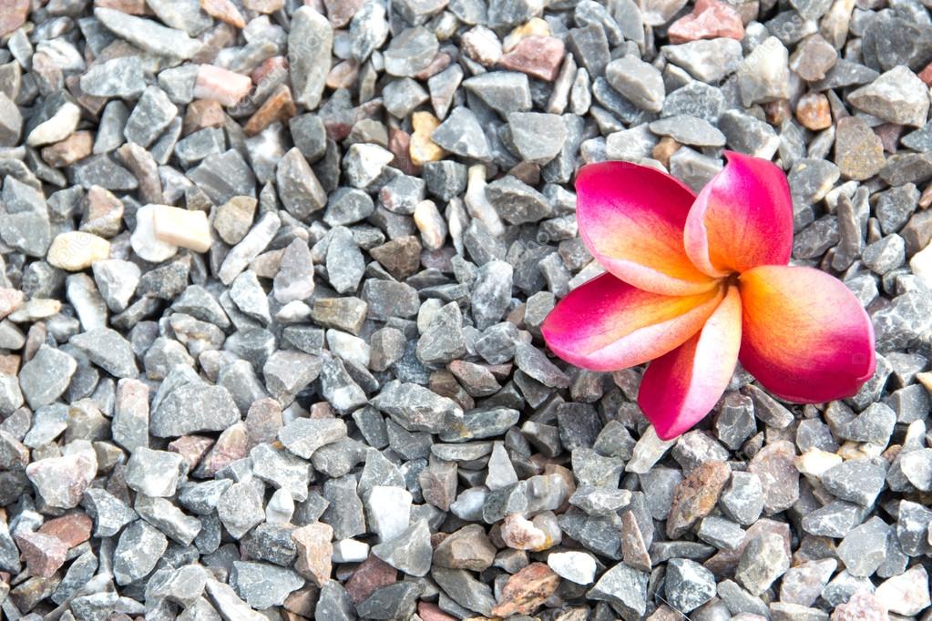 pink plumeria flowers on pebbles