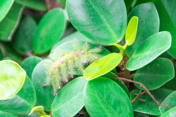 Caterpillar tegen op blad — Stockfoto