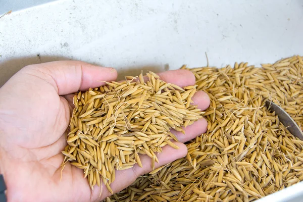 Biji padi di tangan — Stok Foto
