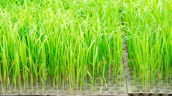 Mudas de arroz jovem (14 dias de idade ) — Fotografia de Stock