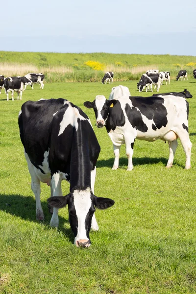 Holstein ganado frisón —  Fotos de Stock