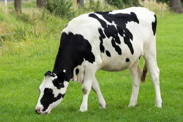 Vaca blanca y negra —  Fotos de Stock