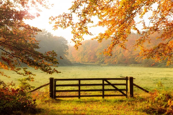 Hösten skogen höst — Stockfoto