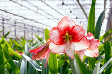 Amaryllis flower greenhouse  clipart