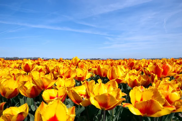 Tulip field Lisse Holland — Stock Photo, Image