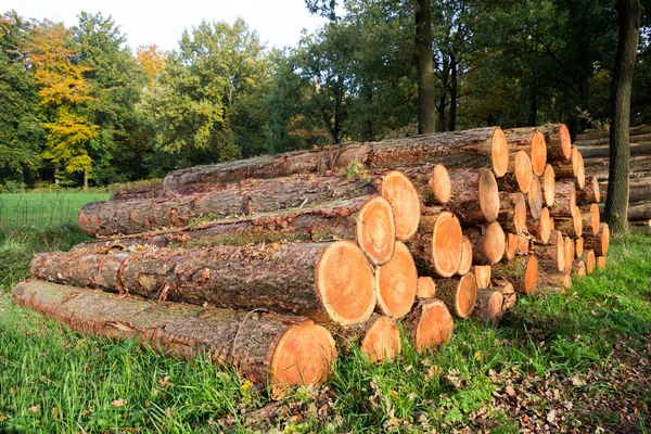 Forest chopped logs — Stock Photo, Image
