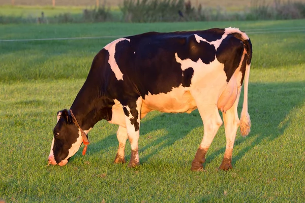 Vaca al atardecer — Foto de Stock