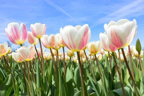 Tulip field Holland — Stock Photo, Image