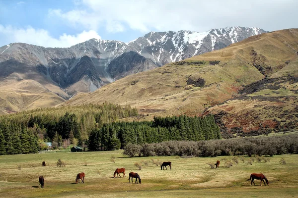 Paisaje de Nueva Zelanda — Foto de Stock