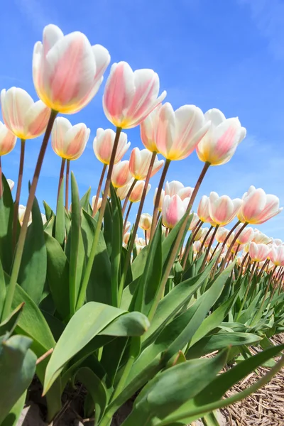 Tulip field — Stock Photo, Image