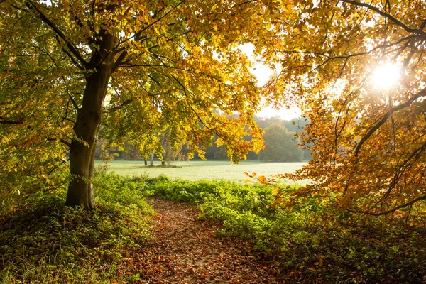 Foresta in autunno — Foto Stock