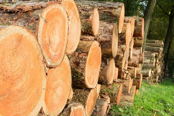 Foresta di tronchi tagliati — Foto Stock