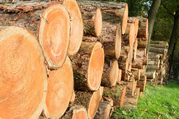 Troncos cortados bosque — Foto de Stock