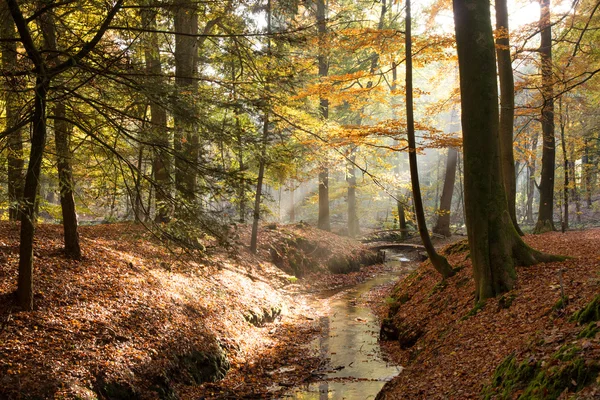 Hösten skogen ström — Stockfoto