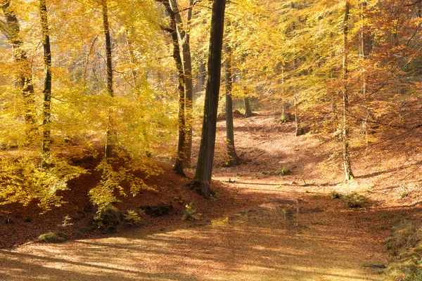 Skogen i hösten — Stockfoto