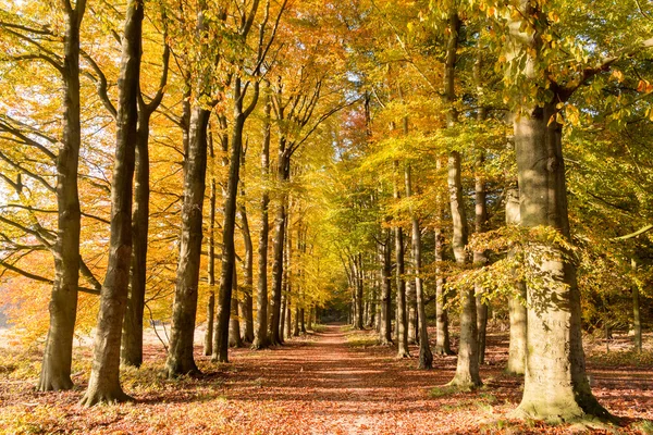 Percorso forestale Autunno — Foto Stock