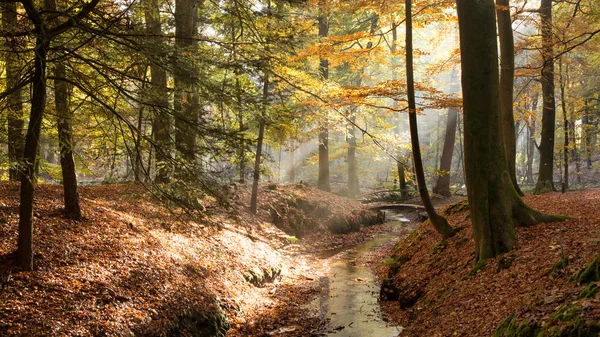 Forest  Autumn sun — Stock Photo, Image