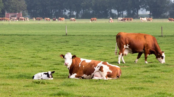 Vaca y ternero —  Fotos de Stock