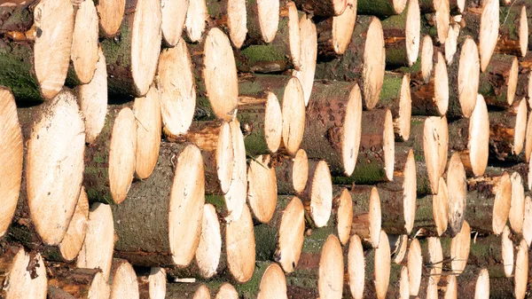 Gehakte bomen opgestapeld — Stockfoto