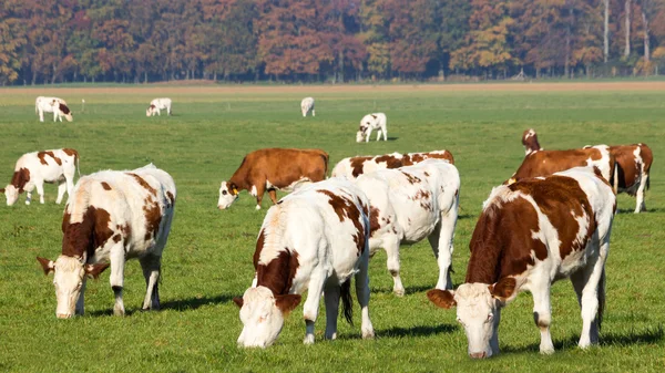 Vacas em uma terra agrícola — Fotografia de Stock