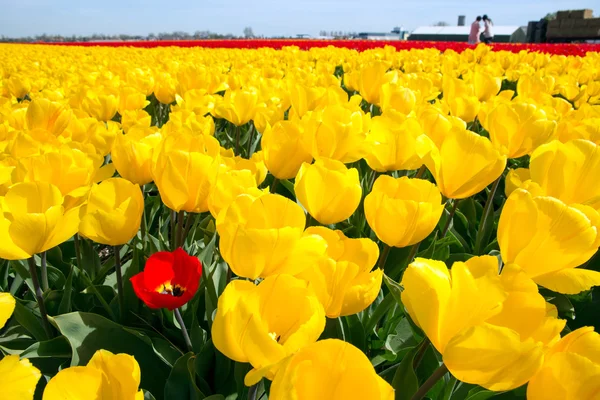 Yellow tulip field — Stock Photo, Image