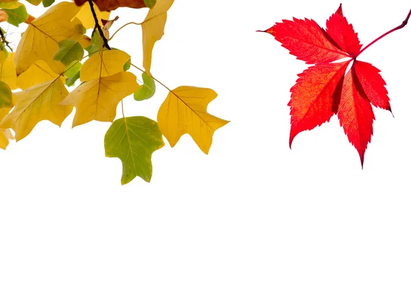 秋天的叶子在孤立的白色背景上 — 图库照片