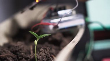 İnsan eli toprak nemini belirlemek için toprak nem sensörü dikiyor. Tarım teknolojisi.
