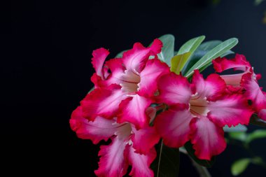 Adenyum ya da çöl gülü çiçeği şifalı bitkilerdir. (Impala Lily, Sahte Azalea, Pembe Adenyum) İzole edilmiş siyah arkaplan.